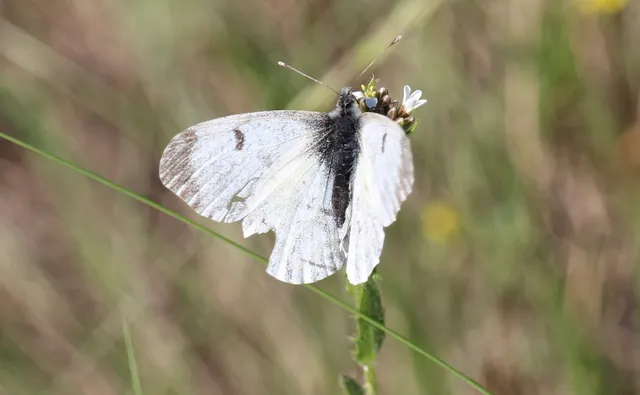 Anthocharis cardamines - hajnalpírlepke