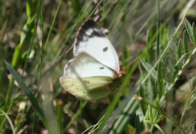 Colias alfacariensis - déli kéneslepke