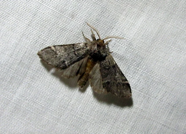 Drymonia dodonea - bélyeges púposszövő