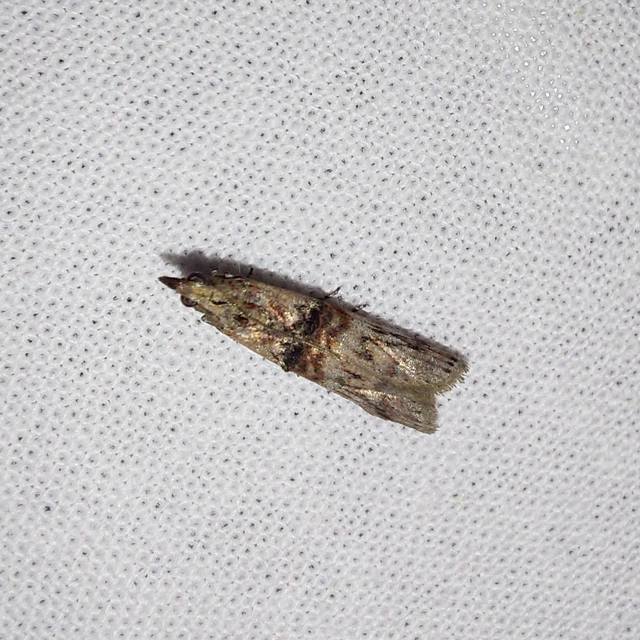 Nephopterix angustella - kecskerágó-karcsúmoly
