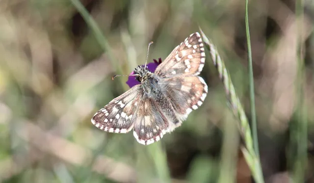 Pyrgus armoricanus - feles busalepke