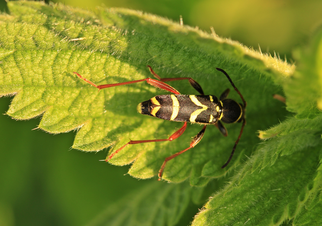 Clytus arietis - közönséges darázscincér