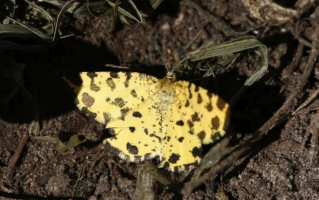Pseudopanthera macularia - párducfoltos araszoló