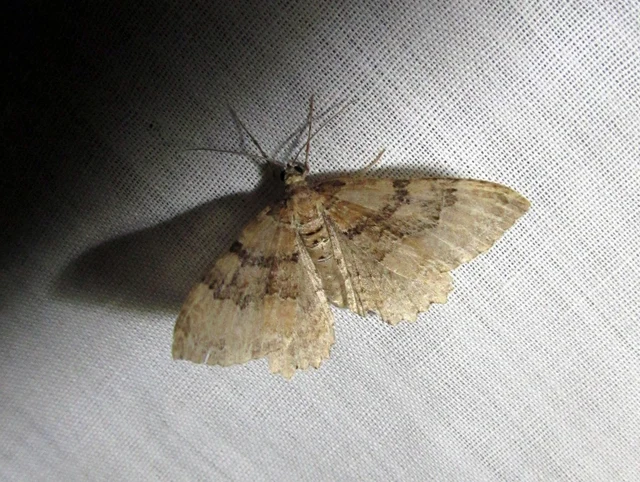 Hydria cervinalis - őzbarna araszoló