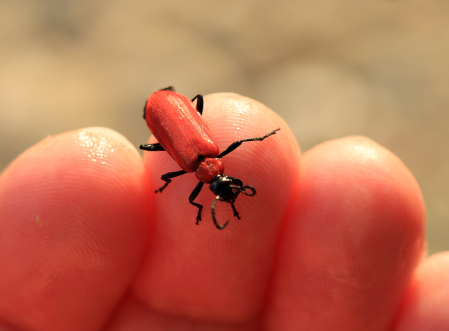 Pyrochroa coccinea - nagy bíborbogár