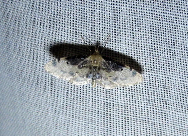 Idaea filicata - sötéttövű apróaraszoló