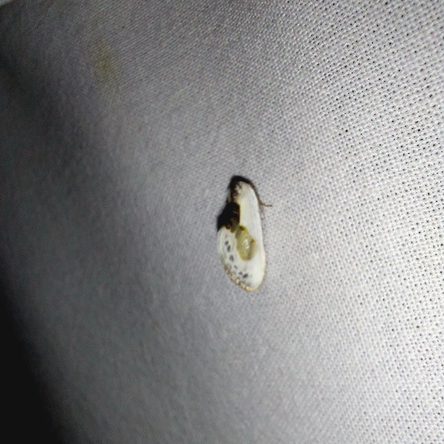 Cilix glaucata - törpe sarlósszövő