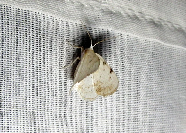 Lomographa bimaculata - kétpontos fehéraraszoló