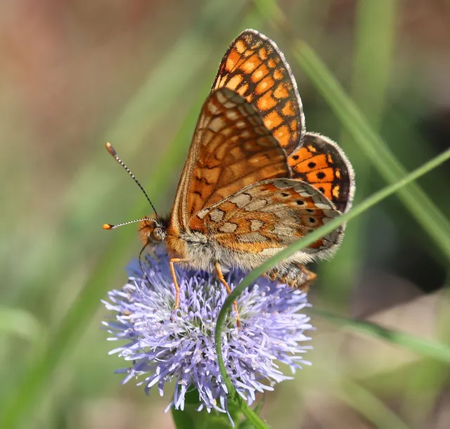 Euphydryas aurinia - lápi tarkalepke