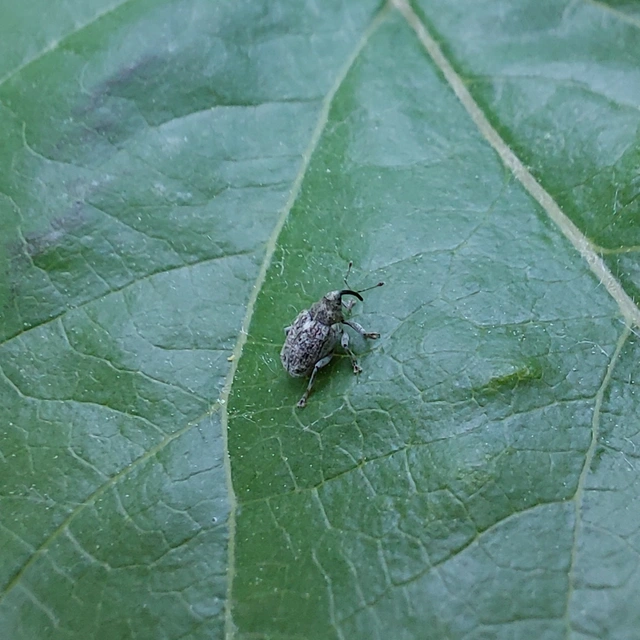 Ceutorhynchus pallidactylus - szőrös repce-ceutormányos