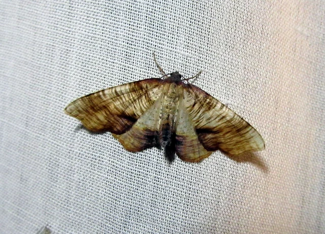 Plagodis dolabraria - baltaszárnyú araszoló