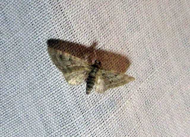 Eupithecia dodoneata - tölgy-törpearaszoló