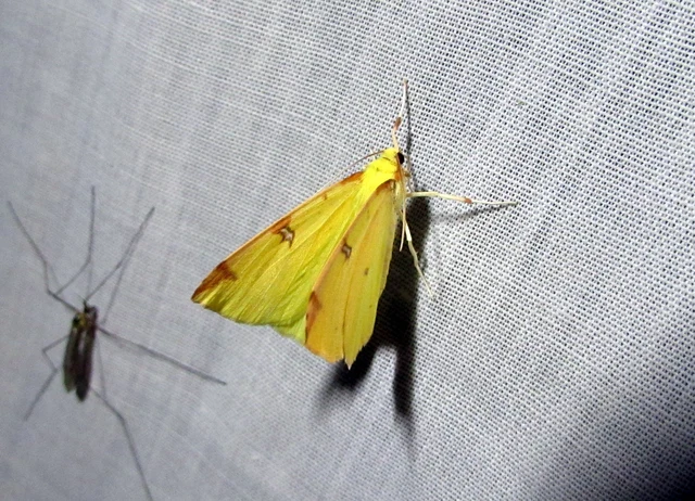 Opisthograptis luteolata - citromsárga araszoló