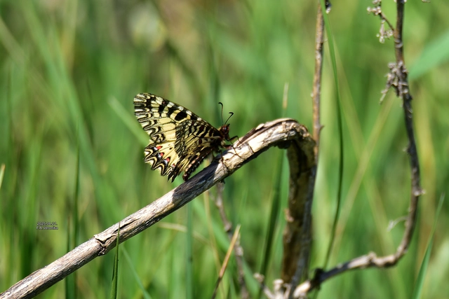 Zerynthia polyxena - farkasalmalepke