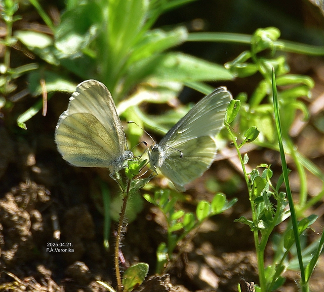 Leptidea sinapis - mustárlepke
