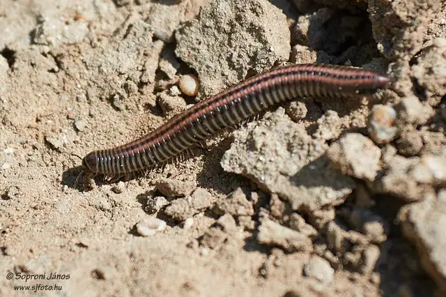Diplopoda - Ikerszelvényesek