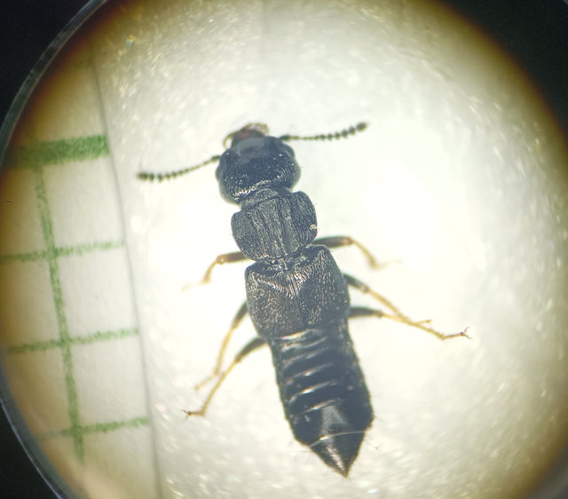 Anotylus sculpturatus - vésetthátú korhóholyva Anotylus sculpturatus - vésetthátú korhóholyva