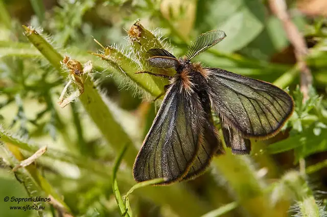 Pentophera morio - réti gyapjaslepke