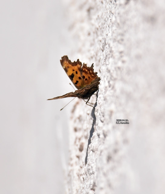 Nymphalis c-album - C-betűs lepke