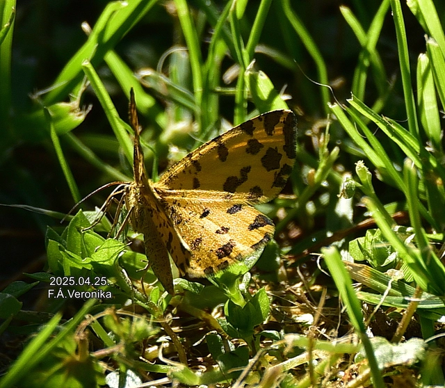Pseudopanthera macularia - párducfoltos araszoló