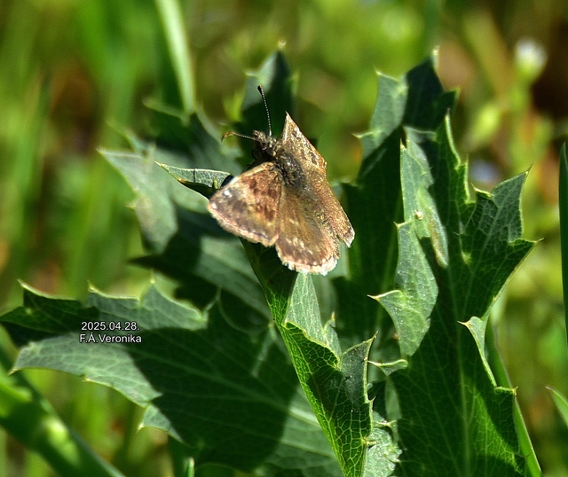 Erynnis tages - cigánylepke