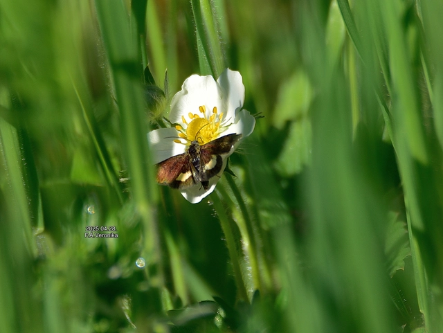 Panemeria tenebrata - apró sárgabagoly