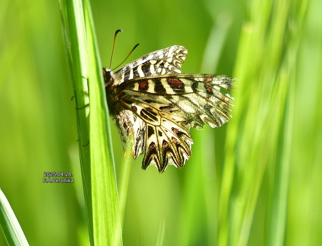 Zerynthia polyxena - farkasalmalepke