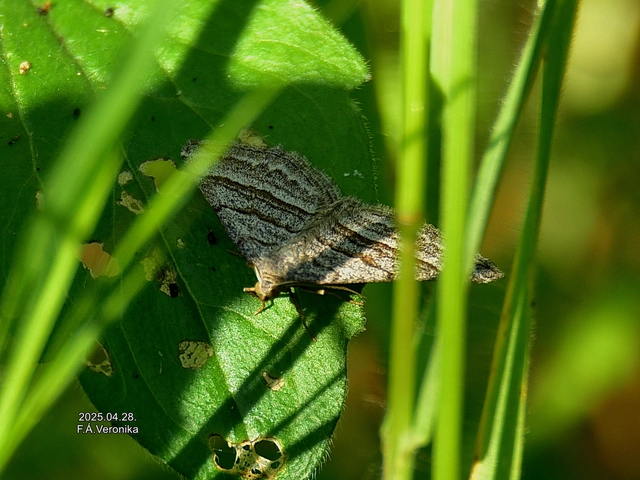 Phibalapteryx virgata - szürke galajaraszoló