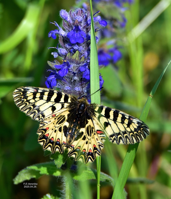 Zerynthia polyxena - farkasalmalepke