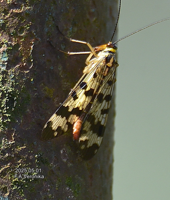 Panorpa vulgaris