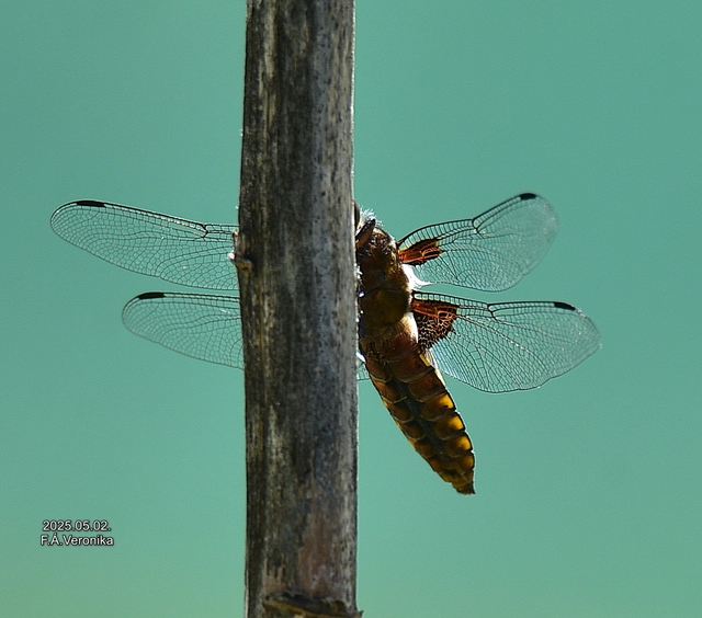 Libellula depressa - széles laposacsa