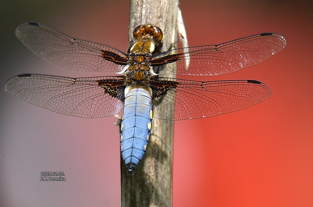 Libellula depressa - széles laposacsa