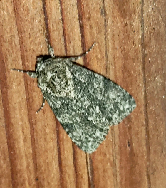 Acronicta rumicis - sóska-szigonyosbagoly