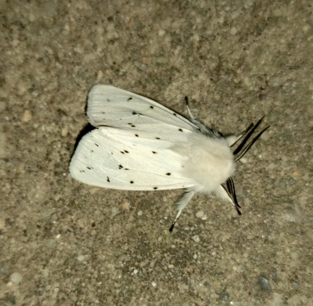 Spilosoma lubricipedum - tejszínű medvelepke