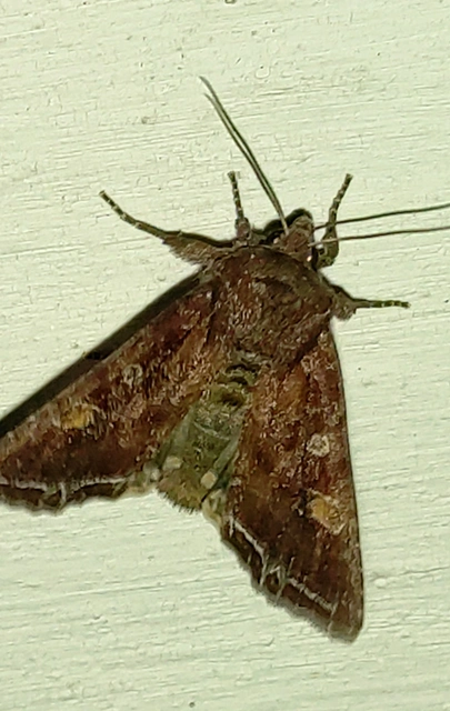 Lacanobia oleracea - saláta-kertibagoly