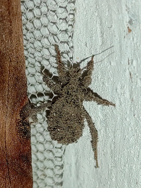 Reduvius personatus - szemetes zugpoloska