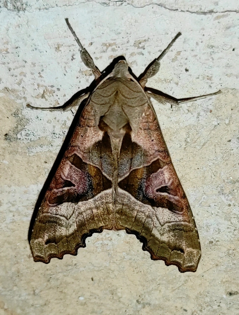 Phlogophora meticulosa - vándorló csipkésbagoly