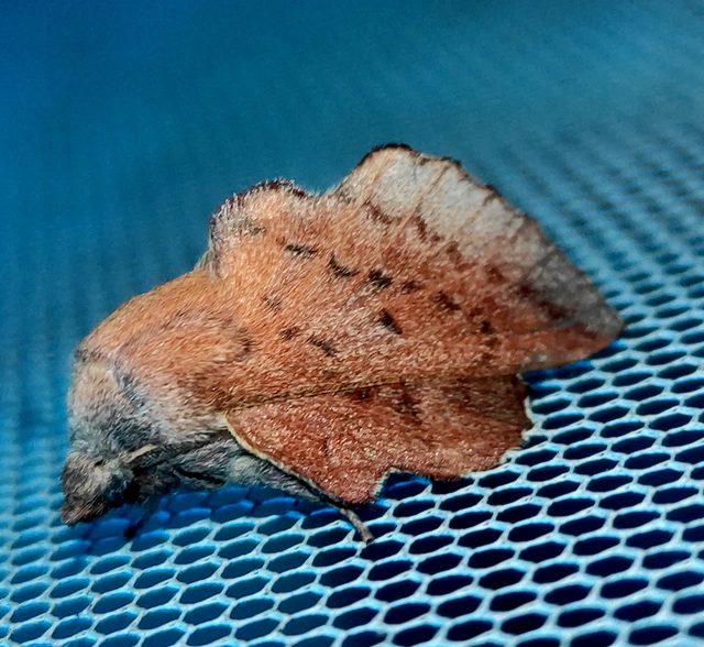 Phyllodesma tremulifolia - nyárlevélpohók