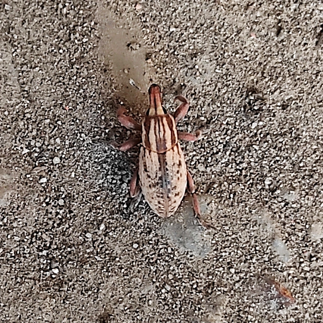 Pseudocleonus cinereus - hamvas barkó
