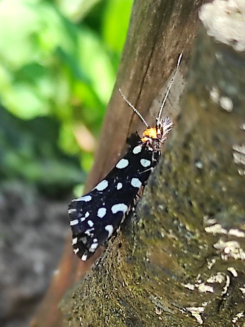 Euplocamus anthracinalis - fésűscsápú korhadékmoly