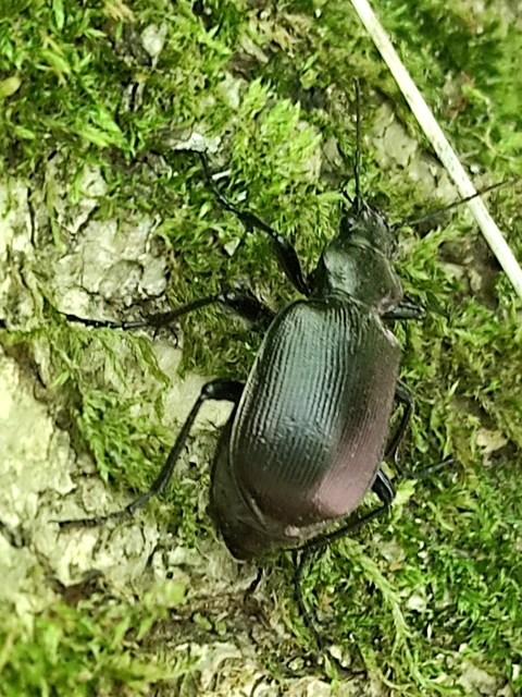 Calosoma inquisitor - kis bábrabló