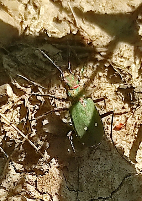 Cicindela campestris - mezei homokfutrinka