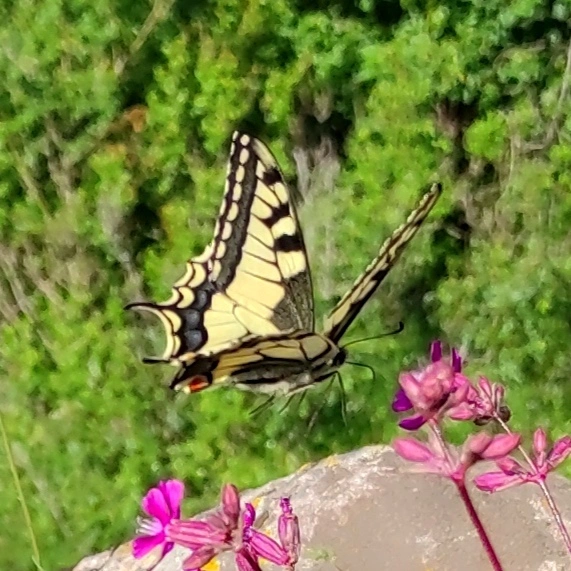 Papilio machaon - fecskefarkú lepke