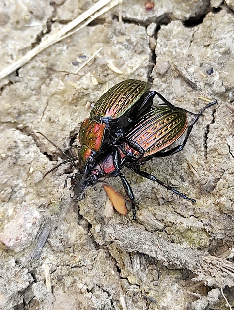Carabus ulrichii - rezes futrinka Carabus ulrichii - rezes futrinka