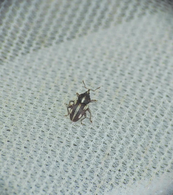 Tychius quinquepunctatus - borsó-tímárormányos