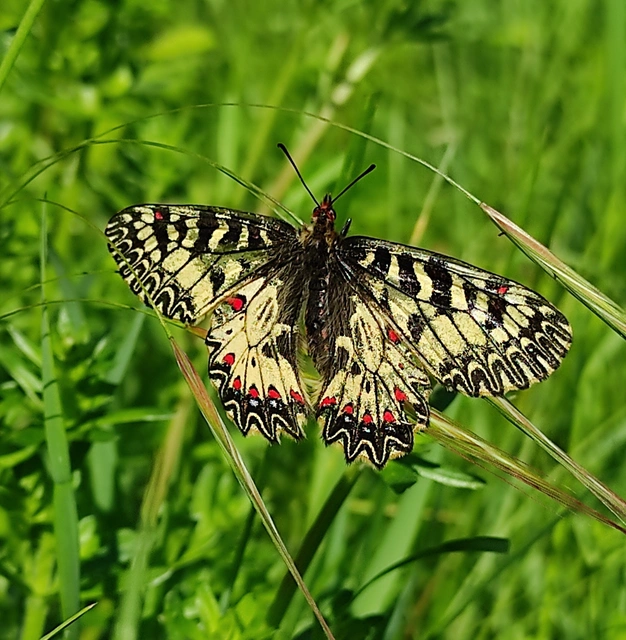 Zerynthia polyxena - farkasalmalepke