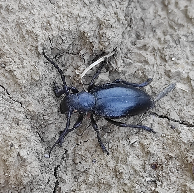 Dorcadion aethiops - fekete gyalogcincér