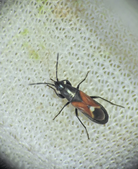 Pterotmetus staphyliniformis - kurtaszárnyú bodobács Pterotmetus staphyliniformis - kurtaszárnyú bodobács