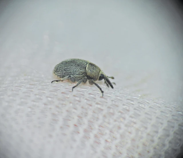 Rhinusa tetra - magtoklakó ökörfarkkóró-ormányos