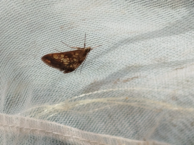 Evergestis politalis - pompás dudvamoly